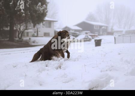 Chien brun délimitant à travers la cour avant enneigée dans la banlieue Banque D'Images