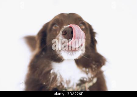 Chien léchant nez dans la neige, mélange Aussie-Border Collie-Lab Banque D'Images