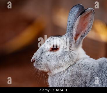 Profil détaillé d'un lapin argenté Banque D'Images