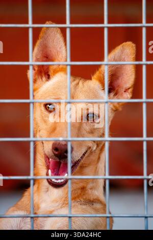 Chien d'abri regardant à travers les fils de cage Banque D'Images