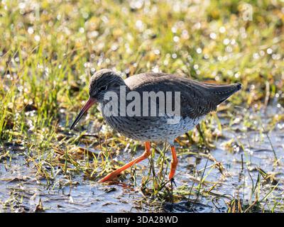 Redshank commun (Tringa totanus) pataugant dans l'alimentation de l'eau, réserve naturelle d'Elmley, Kent Royaume-Uni Banque D'Images