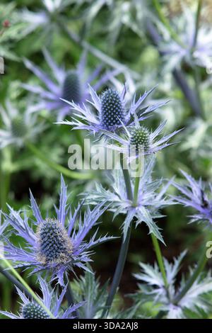 Eryngium 'Big Blue', une plante de houx de mer résistante au climat avec des bractées bleues épaisses dans un jardin de gravier en juillet. Également connu sous le nom de Eryngium Myersblue Banque D'Images