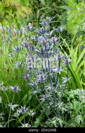 Eryngium 'Big Blue', une plante de houx de mer résistante au climat avec des bractées bleues épaisses dans un jardin de gravier en juillet. Également connu sous le nom de Eryngium Myersblue Banque D'Images
