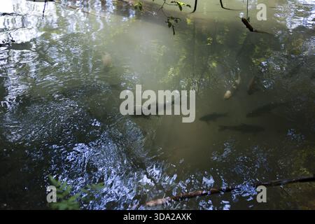 École de poissons de truite sauvage nageant paisiblement dans l'eau vert trouble de l'étang naturel. Animaux sauvages se déplaçant à travers la rivière, créant des ondulations sur serein Banque D'Images