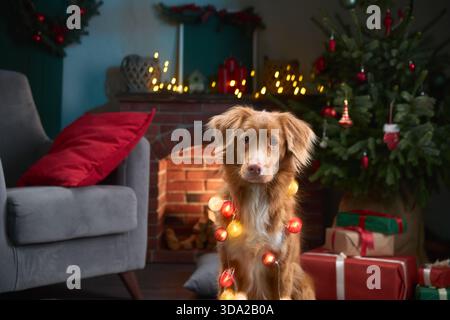 Un Retriever de la Nouvelle-Écosse Duck Tolling est assis près d'un arbre de Noël entouré de guirlandes lumineuses. Le fond comprend une cheminée, des cadeaux et confortable Banque D'Images