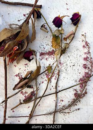 Arrangement floral séché naturel sur fond texturé blanc Banque D'Images