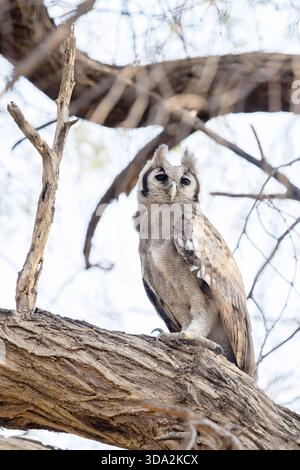 Le grand aigle de Verreaux, également connu sous le nom de hibou laiteux, debout sur un vieil arbre dans une savane près de Savuti dans le parc national de Chobe, Botswana Banque D'Images