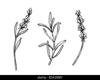 Vecteur lavande ou branches de romarin avec des fleurs et des feuilles clip art illustration isolée. Ensemble de fleurs sauvages parfumées peintes par des encres noires. Illustration de Vecteur