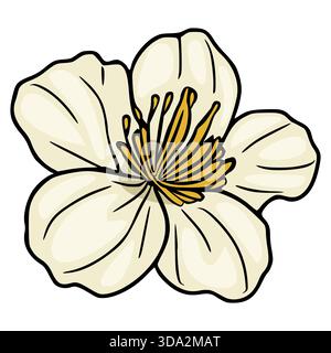 Illustration vectorielle stylisée d'une fleur blanche crémeuse avec des étamines jaunes et des contours noirs, isolée sur un fond blanc. Illustration de Vecteur