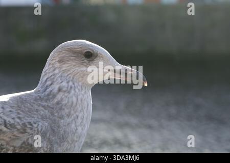 Dublin, Irlande - 03 décembre 2025 - vue rapprochée de profil latéral d'une mouette avec le soleil qui brille près de la rivière Liffey dans la ville de Dublin, représentant la vie de rue dans la capitale irlandaise Banque D'Images