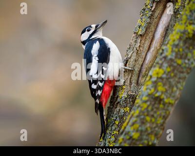 Grand pic à pois femelle perché sur un tronc d'arbre couvert de mousse. Le pic-bois tient avec des talons à l'arbre. Vue latérale du corps entier portrait en gros plan du magnifique grand pic tacheté, Dendrocopos Major Banque D'Images