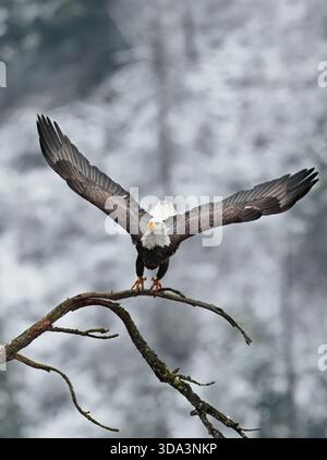 Un aigle à tête blanche américain décolle en vol d'une succursale près de coeur d'Alene, Idaho. Banque D'Images