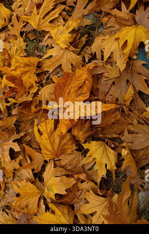 Automne feuilles d'érable de couleur vive sur le sol Banque D'Images