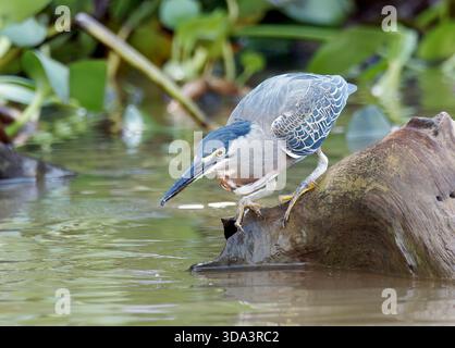 Héron strié, héron de mangrove, mangrovereiher, Héron strié, Butorides striata, mangrovegém, Pantanal, Mato Grosso, Brésil, Amérique du Sud Banque D'Images