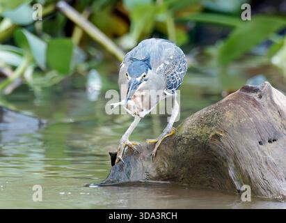 Héron strié, héron de mangrove, mangrovereiher, Héron strié, Butorides striata, mangrovegém, Pantanal, Mato Grosso, Brésil, Amérique du Sud Banque D'Images