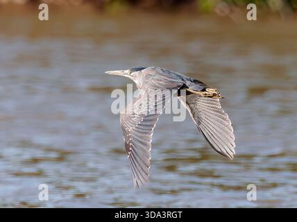 Héron strié, héron de mangrove, mangrovereiher, Héron strié, Butorides striata, mangrovegém, Pantanal, Mato Grosso, Brésil, Amérique du Sud Banque D'Images