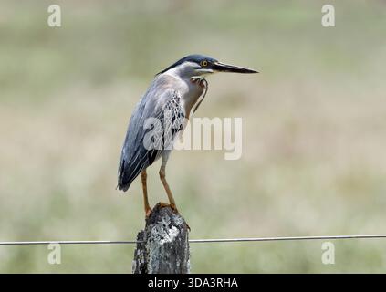 Héron strié, héron de mangrove, mangrovereiher, Héron strié, Butorides striata, mangrovegém, Pantanal, Mato Grosso, Brésil, Amérique du Sud Banque D'Images
