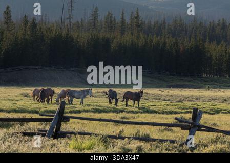 Les chevaux de meute paissent à la station de garde de Gates Park, Bob Marshall Wilderness, Montana, États-Unis. Banque D'Images