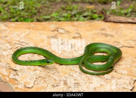 Un joli serpent vert du Natal de l'est (Philothamnus natalensis) posé sur un rocher. Un serpent endémique non venimeux d'Afrique australe Banque D'Images