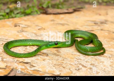 Un joli serpent vert du Natal de l'est (Philothamnus natalensis) posé sur un rocher. Un serpent endémique non venimeux d'Afrique australe Banque D'Images