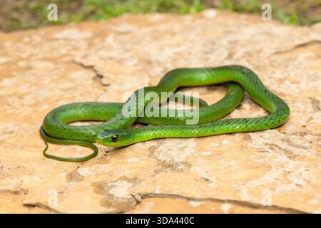Un joli serpent vert du Natal de l'est (Philothamnus natalensis) posé sur un rocher. Un serpent endémique non venimeux d'Afrique australe Banque D'Images
