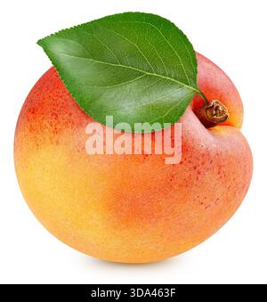 Fruit d'abricot isolé sur fond blanc. Un abricot avec chemin de coupe Banque D'Images