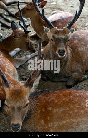 Cerfs sauvages se reposant et se relaxant à l'ombre pendant l'été chaud dans le parc de Nara, préfecture de Nara, Japon. Banque D'Images