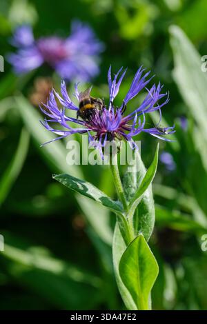 Centaurea montana, bleuet pérenne, bourdon se nourrissant de têtes de fleurs bleues à la fin du printemps Banque D'Images