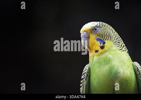 Gros plan Portrait d'un budgerigar vert et jaune pour animaux de compagnie Banque D'Images