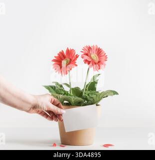 Main de femmes tenant la carte vierge aux fleurs de gerbera rose en pot sur fond blanc. Vue avant avec espace de copie. Banque D'Images