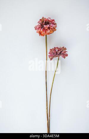 Une image minimaliste mettant en valeur deux fleurs roses séchées avec de longues tiges sur un fond blanc Uni, soulignant la beauté délicate et sans vie Banque D'Images