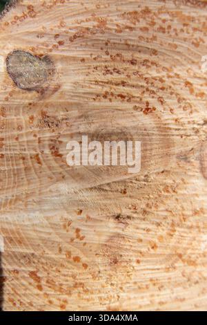 Coupe transversale d'une bûche de pin avec des anneaux de croissance visibles, des gouttes de résine et des nœuds qui soulignent la texture naturelle du bois et des motifs organiques. Banque D'Images