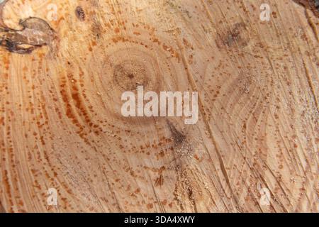 Coupe transversale d'une bûche de pin avec des anneaux de croissance visibles, des gouttes de résine et des nœuds qui soulignent la texture naturelle du bois et des motifs organiques. Banque D'Images
