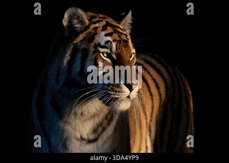 Vue de profil en pleine longueur d'un majestueux tigre de Sibérie (Panthera tigris altaica) marchant dans son habitat dans un enclos zoologique Banque D'Images