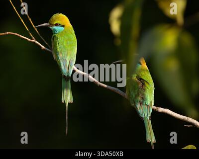 Deux Green Bee-Eaters perchés sur une branche dans la nature, prêts à prendre leur envol, au Sri Lanka. Banque D'Images
