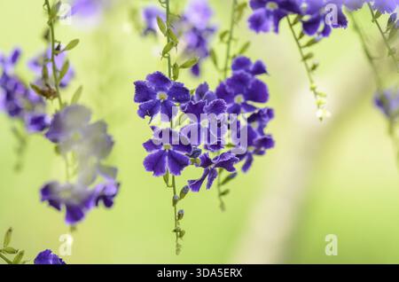 Goutte de rosée dorée, Pigeon Berry, Sky Flower (Duranta erecta), les fleurs sont bleu clair ou lavande, le fruit est une petite baie jaune ou orange globose Banque D'Images