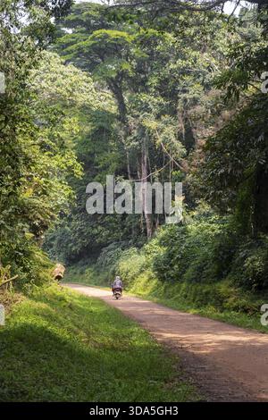 Moto sur une route à travers la jungle, région occidentale, Ouganda Banque D'Images