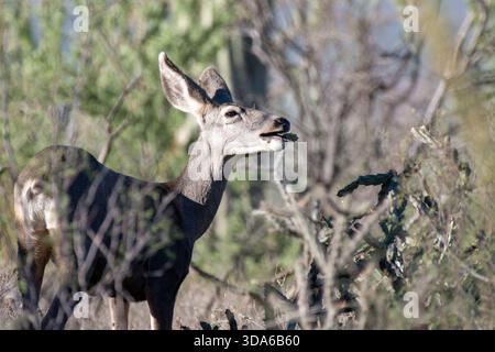 Cerf mulet (Odocoileus hemionus) mangeant Cholla cactus Banque D'Images