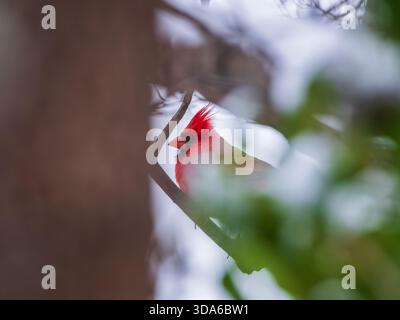 Cardinal mâle du nord (Cardinalis cardinalis) perché sur une branche partiellement obscurcie par le feuillage hivernal, Tysons Corner, Virginie, États-Unis Banque D'Images