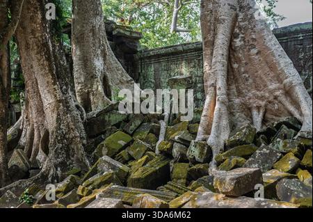 Nature prenant le thème de l'histoire avec des racines massives couvrant la maçonnerie effondrée sur le site archéologique de Ta Prohm dans la province de Siem Reap Asie Banque D'Images