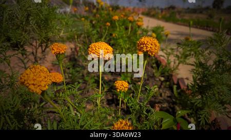 Ceci est une image en gros plan de nombreux aliments enroulés et serpents disposés sur un plateau métallique. Banque D'Images