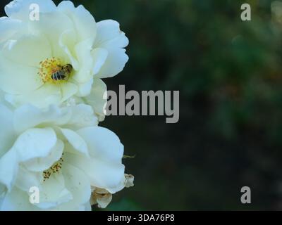 Rose blanche avec une abeille sur ses étamines. Gros plan sur les détails, la nature et la pollinisation. Fond sombre. Copyspace. Banque D'Images