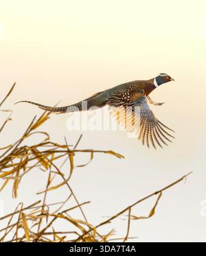 Un faisan de coq en vol dans le Dakota du Sud un jour de fin d'automne Banque D'Images