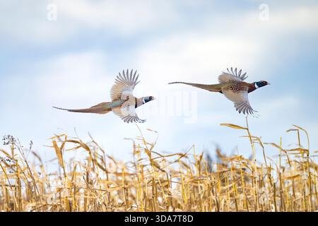 Un faisan de coq en vol dans le Dakota du Sud un jour de fin d'automne Banque D'Images