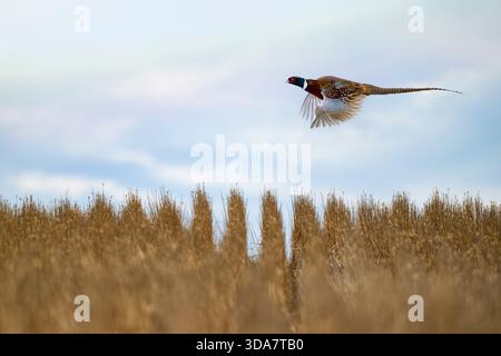 Un faisan de coq en vol dans le Dakota du Sud un jour de fin d'automne Banque D'Images