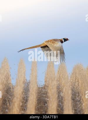 Un faisan de coq en vol dans le Dakota du Sud un jour de fin d'automne Banque D'Images