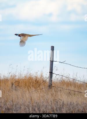 Un faisan de coq en vol dans le Dakota du Sud un jour de fin d'automne Banque D'Images