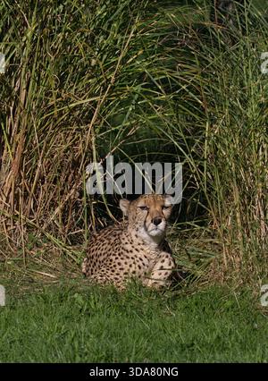 Guépard au repos au zoo de Chester, Upton-by-Chester, Cheshire, Angleterre. Royaume-Uni Banque D'Images