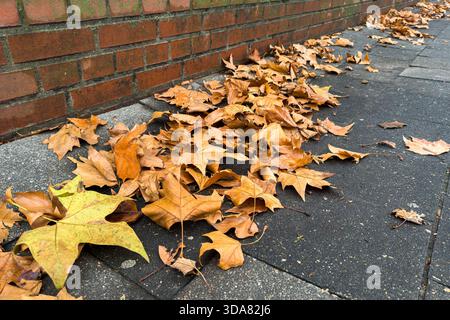 Des feuilles jaunes et brunes recouvrent un sentier à côté d'un mur de briques. Les feuilles sont sèches et croustillantes, montrant les signes de l'automne. La scène montre le changement typique d'automne dans la nature. Banque D'Images