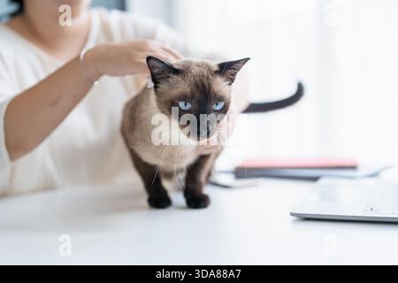 Chirurgien vétérinaire. Chat siamois sur la table d'examen de la clinique vétérinaire. Soins vétérinaires. Médecin vétérinaire et chat siamois. || autorisation du modèle Banque D'Images